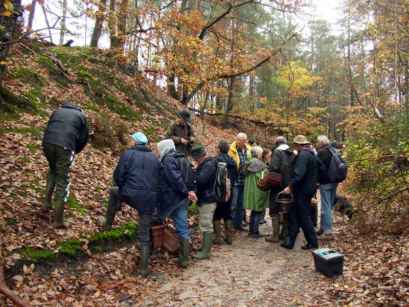 Champignons Le Mesle 01